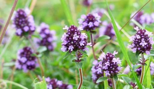 Thyme purple flowers